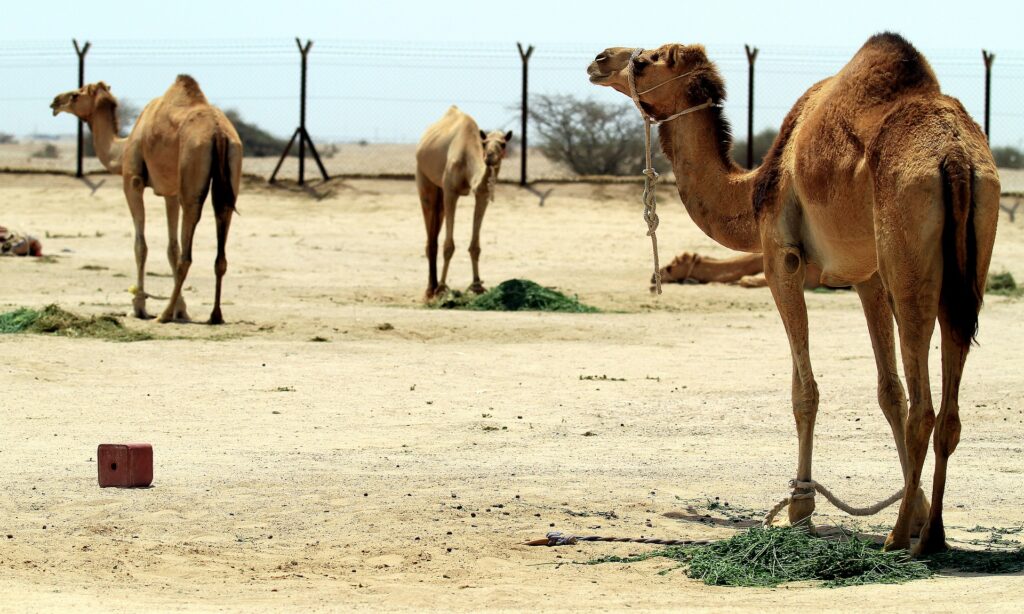 camel in qatar
