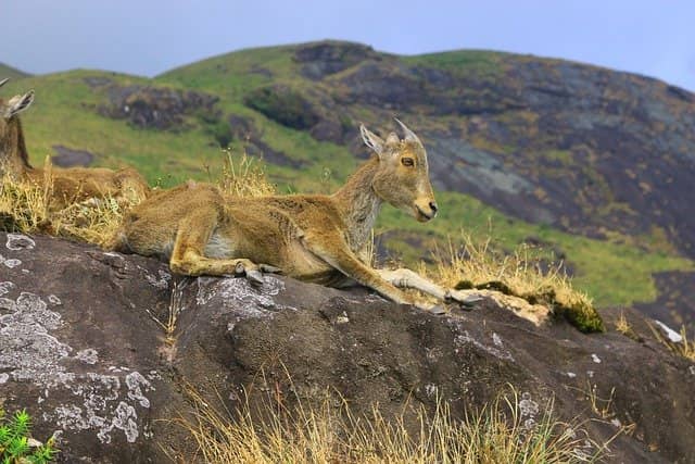 Eravikulam national park