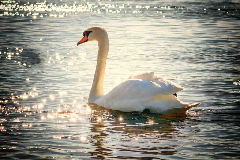 Ashtamudi lake